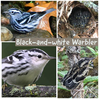 Black-and-white Warbler